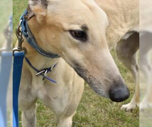 Greyhound Dogs for adoption in Grandville, MI, USA