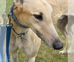 Small Greyhound