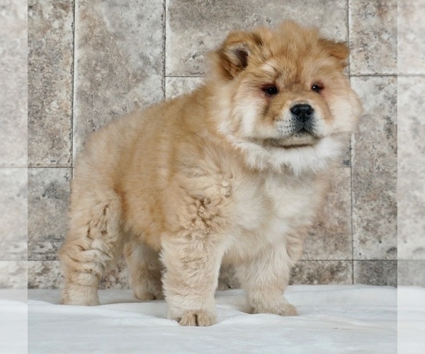Medium Photo #1 Chow Chow Puppy For Sale in NAPPANEE, IN, USA