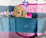 Small Photo #9 Poodle (Standard) Puppy For Sale in TAMPA, FL, USA