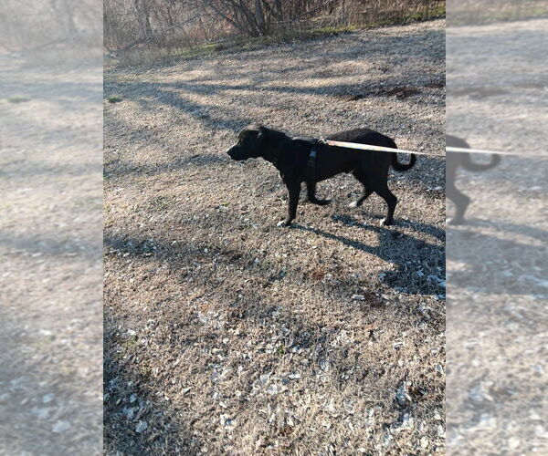 Medium Photo #2 Labrador Retriever-Unknown Mix Puppy For Sale in FRAMINGHAM, MA, USA