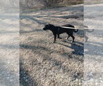 Small #1 Labrador Retriever Mix