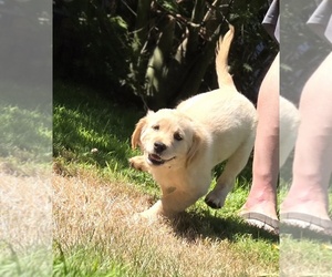 Golden Retriever Puppy for sale in EUGENE, OR, USA