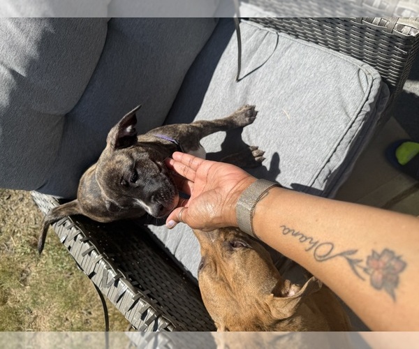 Medium Photo #2 American Staffordshire Terrier Puppy For Sale in ALBEMARLE, NC, USA