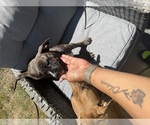 Small #1 American Staffordshire Terrier