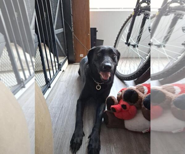 Medium Photo #1 Labrador Retriever Puppy For Sale in Chandler, AZ, USA