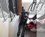 Small Labrador Retriever