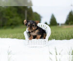 Small #5 Yorkshire Terrier