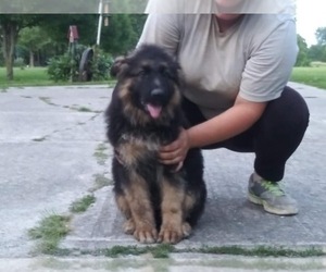 German Shepherd Dog Puppy for sale in MARION, IN, USA