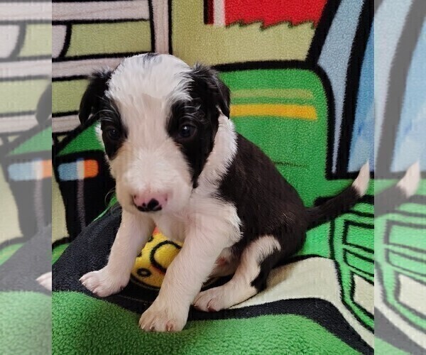 Medium Photo #26 Border Collie Puppy For Sale in NORBORNE, MO, USA