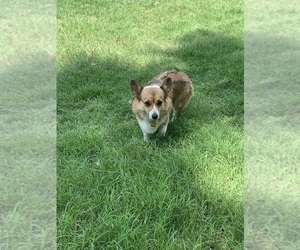 Mother of the Pembroke Welsh Corgi puppies born on 04/04/2025