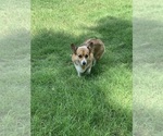 Small Photo #1 Pembroke Welsh Corgi Puppy For Sale in BURLESON, TX, USA