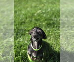 Small #1 Chiweenie