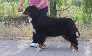Bernese Mountain Dog Puppy for sale in BOISE, ID, USA
