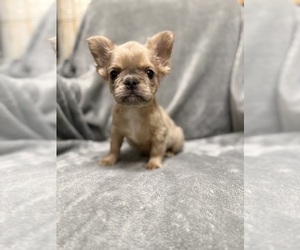 French Bulldog Puppy for sale in DECATUR, IL, USA