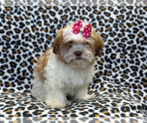 Medium Photo #9 Zuchon Puppy For Sale in LAKELAND, FL, USA