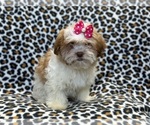 Small Photo #9 Zuchon Puppy For Sale in LAKELAND, FL, USA