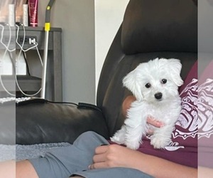 Maltese Puppy for sale in GRANDVILLE, MI, USA