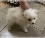 Small Photo #4 Pomeranian Puppy For Sale in CORONA, CA, USA