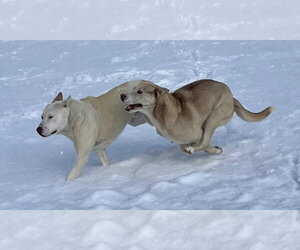 Tenor & Bass - Male Siberian Husky-Unknown Mix Dog for Adoption - Photo #2