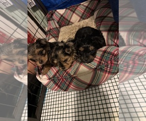 Yorkshire Terrier Litter for sale in LITTLE RIVER, SC, USA