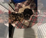 Image preview for Ad Listing. Nickname: Litter of 3