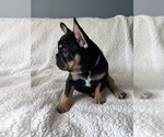 Small Photo #6 French Bulldog Puppy For Sale in WOODBRIDGE, NJ, USA