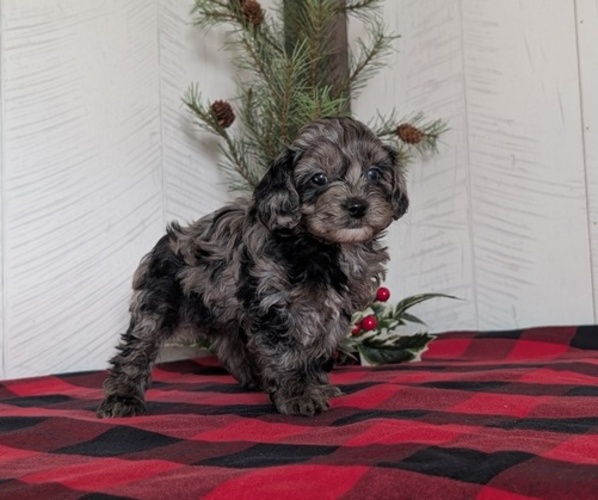 Medium Photo #8 Cockapoo (Miniature) Puppy For Sale in GOSHEN, IN, USA