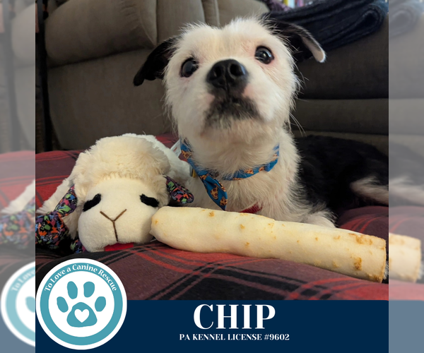 Medium Photo #11 Boston Terrier-Unknown Mix Puppy For Sale in Kimberton, PA, USA