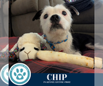 Small #10 Boston Terrier Mix