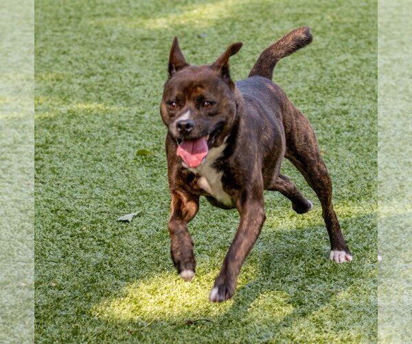 Medium Photo #3 Mutt Puppy For Sale in Hilton Head, SC, USA