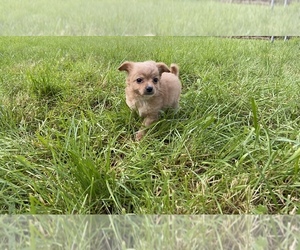 Pomeranian Puppy for sale in LACEY, WA, USA