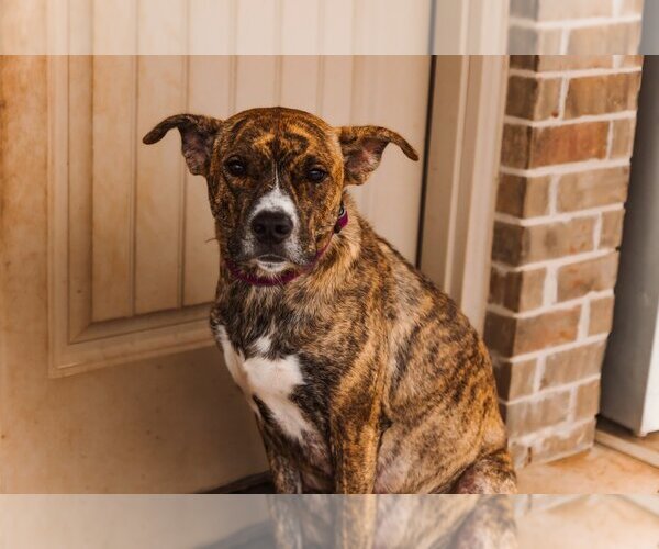 Medium Photo #5 American Pit Bull Terrier-Unknown Mix Puppy For Sale in OKLAHOMA CITY, OK, USA
