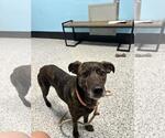 Small #1 American Staffordshire Terrier Mix