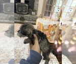 Small #4 Schnoodle (Miniature)