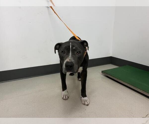 Medium Photo #1 American Pit Bull Terrier-Unknown Mix Puppy For Sale in Corona, CA, USA
