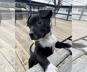 Border Collie-Unknown Mix Dogs for adoption in Columbus, IN, USA