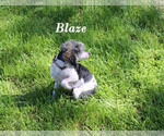 Blaze - Female Poodle (Toy) Puppy for Sale - Photo #21