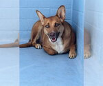 Small German Shepherd Dog
