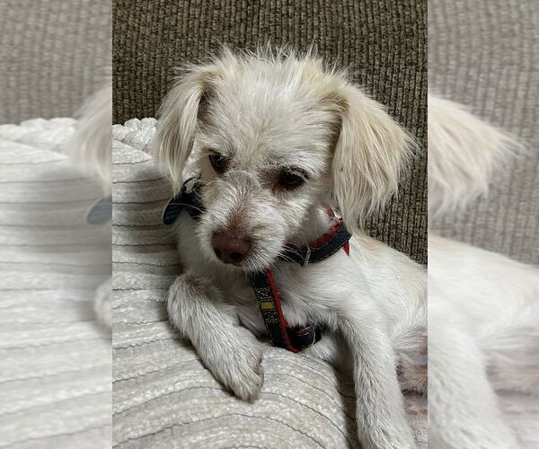 Medium Photo #2 Mutt Puppy For Sale in Bellevue, WA, USA