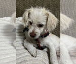 Small #1 Mutt