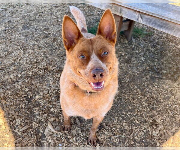 Medium Photo #1 Mutt Puppy For Sale in Santa Cruz, CA, USA