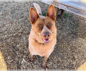 Medium Mutt
