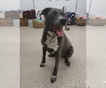 Small Border Collie Mix