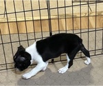 Small Photo #10 Boston Terrier Puppy For Sale in GLOUCESTER, VA, USA
