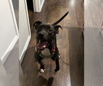Small #2 Bullboxer Pit