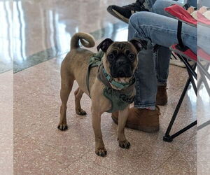 Pug-Unknown Mix Dogs for adoption in Brooklyn Center, MN, USA