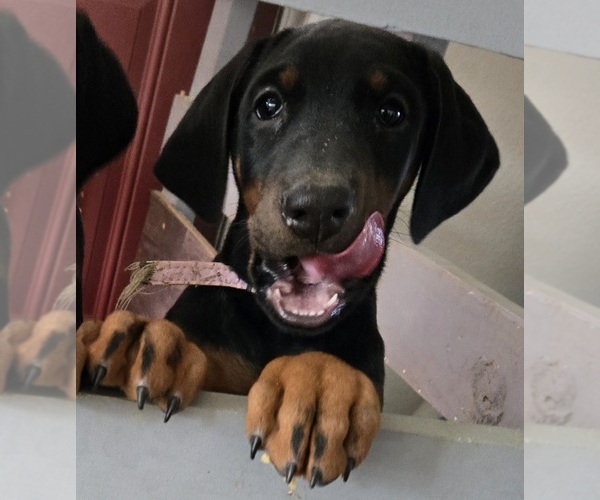 Medium Photo #43 Doberman Pinscher Puppy For Sale in BEGGS, OK, USA