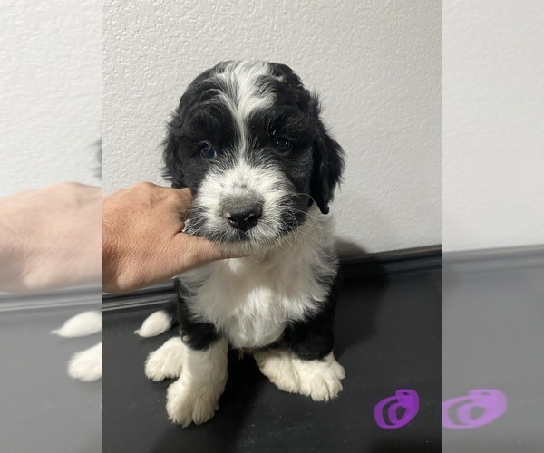 Medium Photo #5 Bernedoodle Puppy For Sale in ANNA, TX, USA