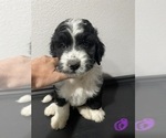 Small Photo #5 Bernedoodle Puppy For Sale in ANNA, TX, USA